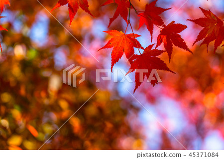 Autumn leaves / autumn image 45371084