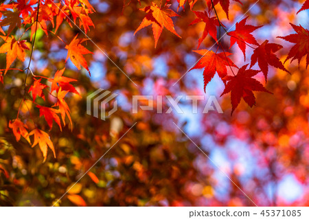 Autumn leaves / autumn image 45371085