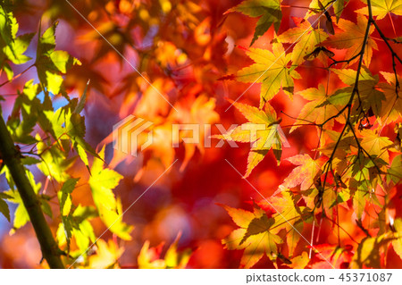 Autumn leaves / autumn image Autumn leaves / autumn image 45371087