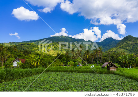 Fields on Bali island Indonesia 45371799