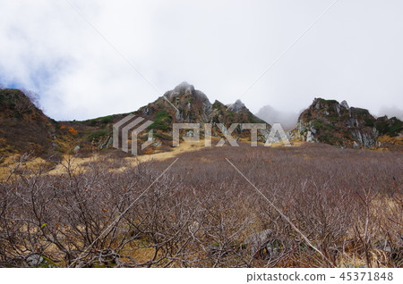 Senjojiki curl landscape 45371848