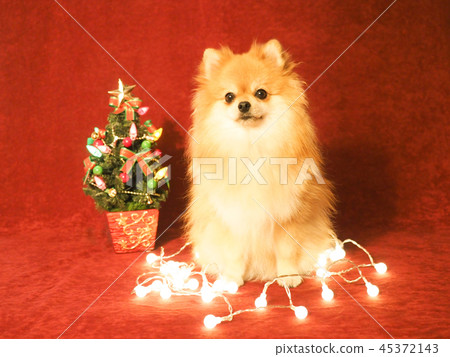 Christmas tree and Pomeranian 45372143