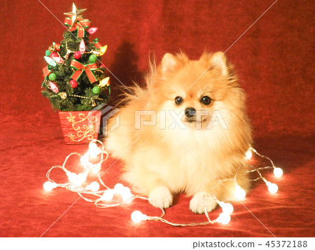 聖誕樹和博美犬 45372188