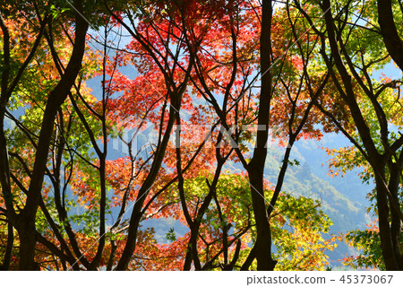 秋葉在群馬縣Mido市 45373067