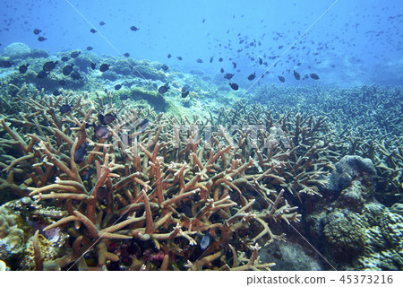 Losin south of Thailand 2018 45373216