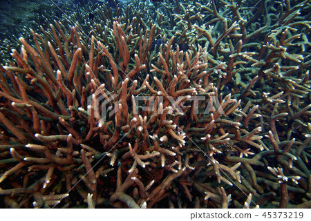 Losin south of Thailand 2018 45373219