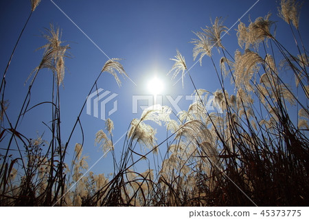 Reed and the sun Reed and the sun 45373775