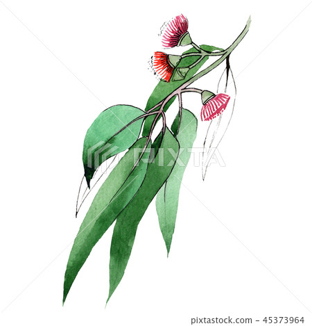 Green eukalyptus branch. Floral botanical flower. Wild spring leaf wildflower isolated. Illustration 45373964