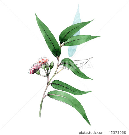Green eukalyptus branch. Floral botanical flower. Wild spring leaf wildflower isolated. Illustration 45373968