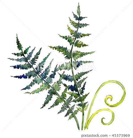 Isolated green fern illustration element. Watercolor background illustration set. Green leaf. 45373969