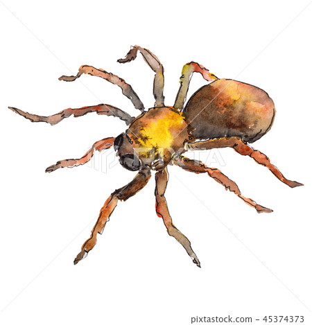 Exotic tarantula wild insect in a watercolor style isolated. For background, texture, wrapper Exotic tarantula wild insect in a watercolor style isolated. For background, texture, wrapper 45374373