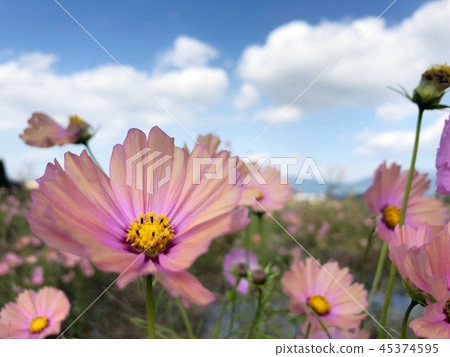 Light cosmos 45374595