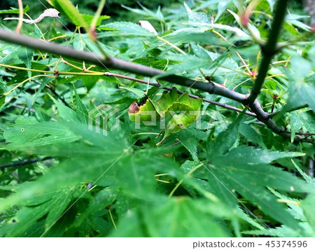 Maple green caterpillar 45374596