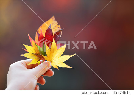 Hand-colored leaves 45374614