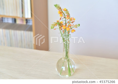 Flower of vase Vulvine fultescens 45375266