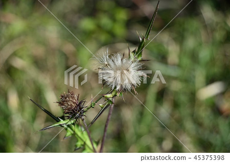 Rose thistle Rose thistle 45375398