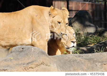 lion 45375436