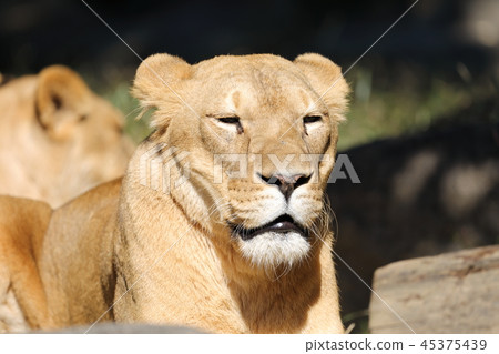 lion lion 45375439