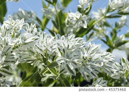 Hatsuyukisou Hatsuyukisou 45375468