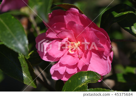 Sasanka (Otome) Sasanka (Otome) 45375684