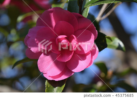 Sasanka (Otome) Sasanka (Otome) 45375685