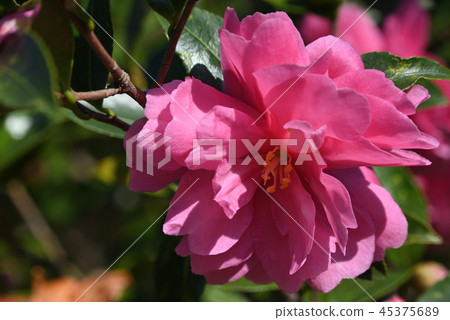 Sasanka (Otome) Sasanka (Otome) 45375689