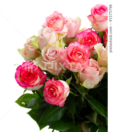 fresh rose flowers fresh rose flowers 45375796