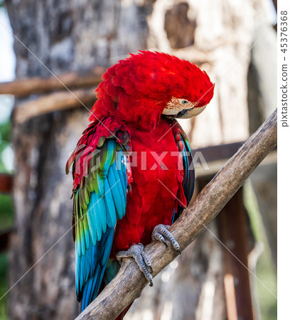 靛藍金剛鸚鵡金剛鸚鵡 45376368