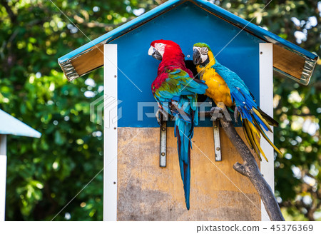 Indigo Kongo parrot macaws Macaws 45376369