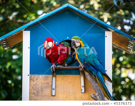 Indigo Kongo parrot macaws Macaws 45376373