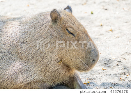 台灣台南可愛水豬水豬金先生老老鼠動物園休息遠足水豚水豚 45376378
