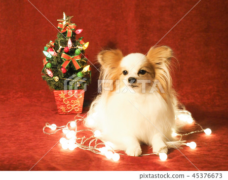 Christmas tree and papillon 45376673