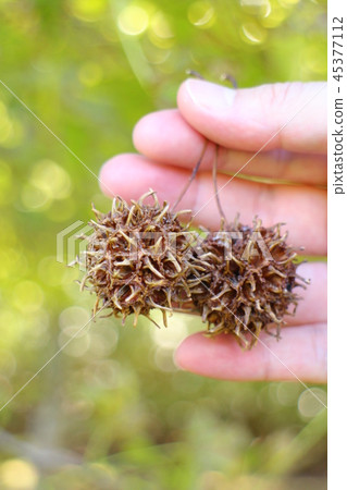 Momiji bahru果子和男性手秋葉葉子膠皮糖香樹styraciflua Momiji bahru果子和男性手秋葉葉子膠皮糖香樹styraciflua 45377112