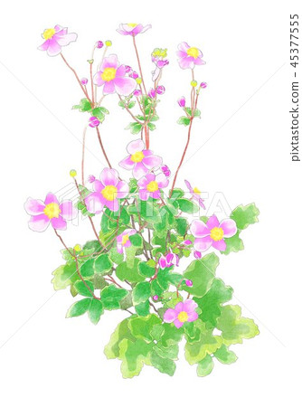 Shiki Iku Shiki Iku 45377555