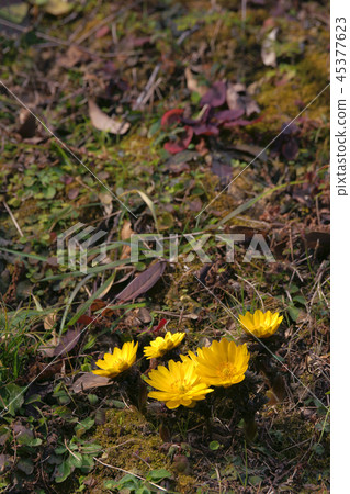 阿多尼斯拉莫薩 45377623