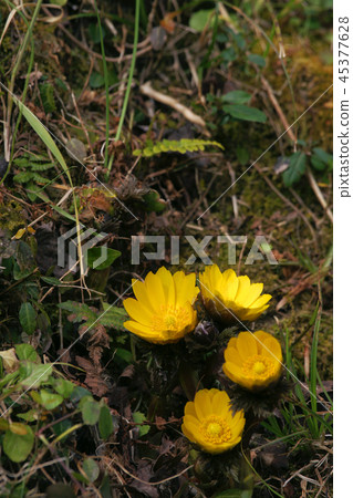 阿多尼斯拉莫薩 阿多尼斯拉莫薩 45377628