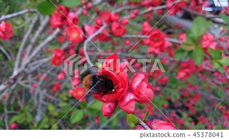 鮮花和蜜蜂 鮮花和蜜蜂 45378041