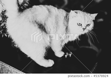 Two golden wedding rings isolated background concept 45378924