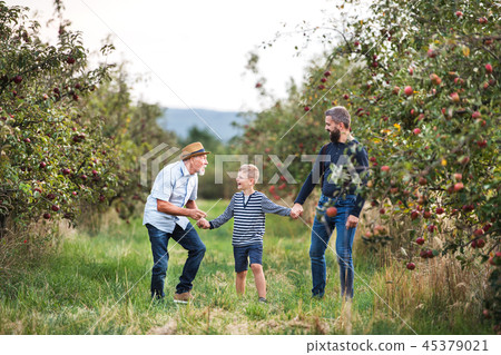 A small boy with father and grandfather walking in apple orchard in autumn. 45379021