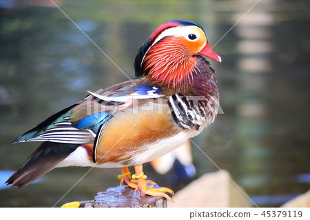 鴛鴦 鴛鴦 45379119