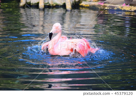 辣椒火烈鳥 45379120