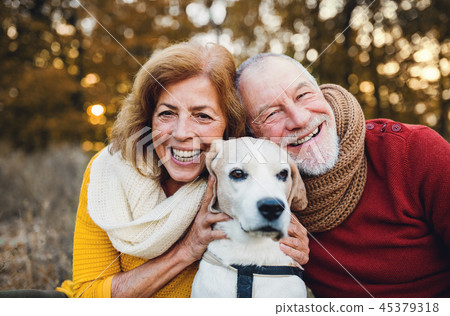 A senior couple with a dog in an autumn nature at sunset. A senior couple with a dog in an autumn nature at sunset. 45379318