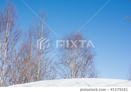 Winter Blue Sky and Birch Winter Blue Sky and Birch 45379381