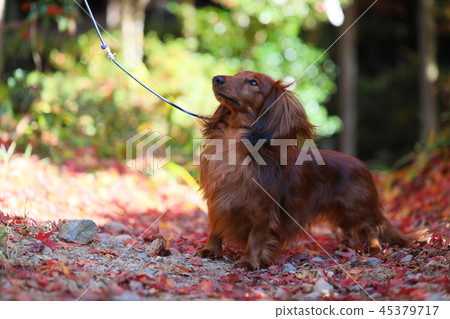Dachshund enjoying autumn 45379717