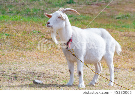山羊 45380065