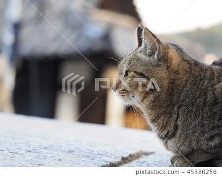 Wild cat Kijitra Wild cat Kijitra 45380256