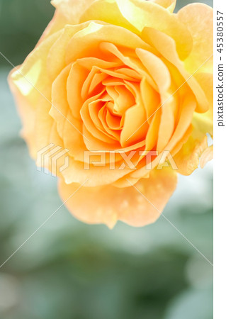rose	 45380557
