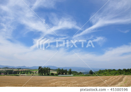 美瑛夏天 美瑛夏天 45380596