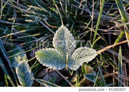 Frozen leaves with frost Frozen leaves with frost 45380907