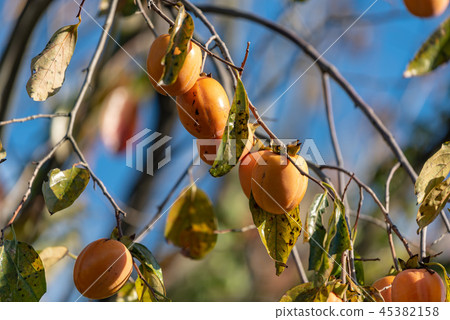 樹果 樹果 45382158